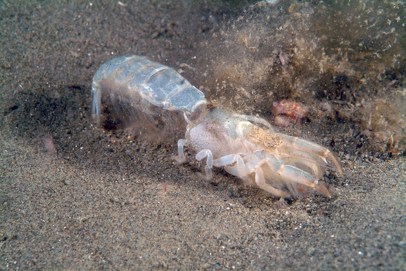 Upogebia tipica